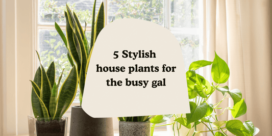 5 Stylish Houseplants for the busy gal (known for killing plants)