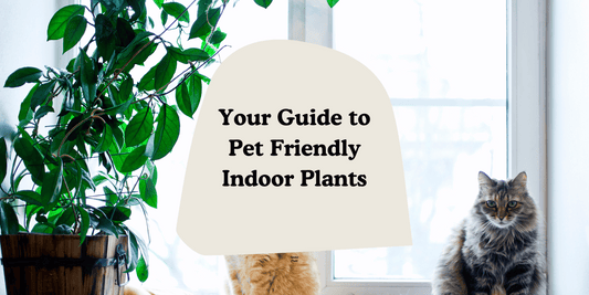 Pet-Friendly Plants: Because Fur-babies & Foliage Should Coexist