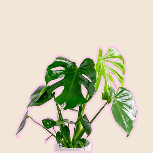 Monstera Indoor Plant