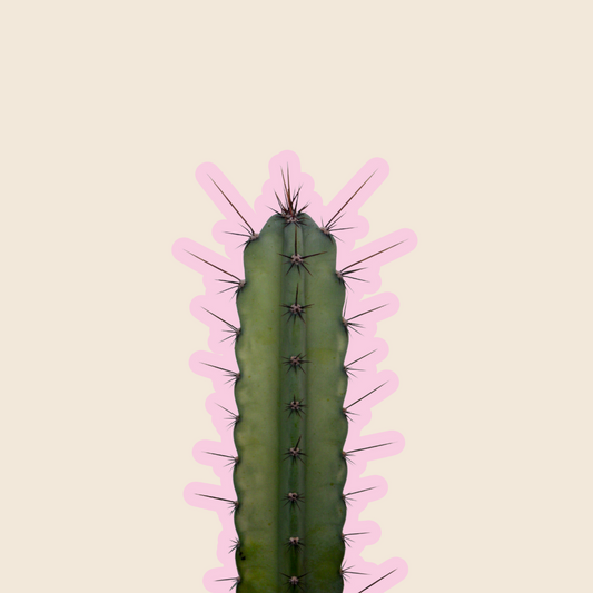 Mixed Cactus